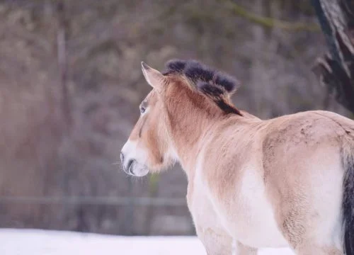 Caballos Przewalski del Alto Tajo: Safari Fotográfico y Descubrimiento de una Especie Única