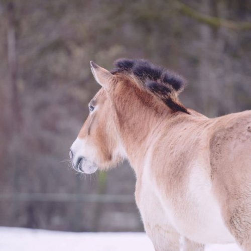 Caballos Przewalski del Alto Tajo: Safari Fotográfico y Descubrimiento de una Especie Única