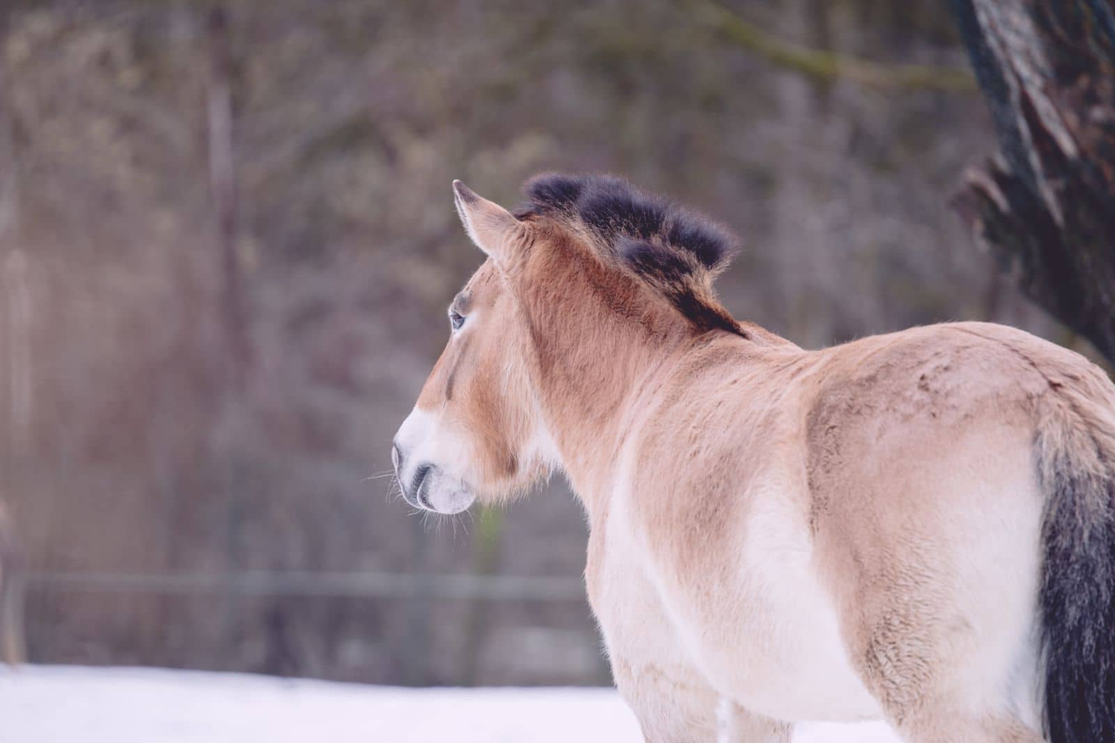 Caballos de Przewalski