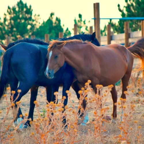 Encuentro con Tauros y Caballos Serranos: Descubre los Grandes Herbívoros del Alto Tajo
