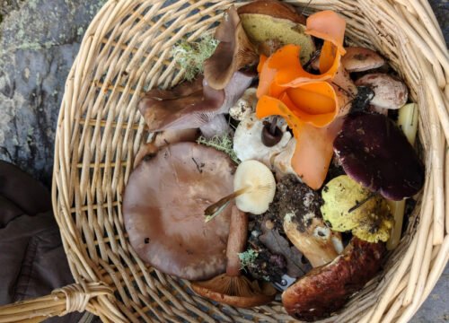 Experiencia Micológica: Ruta Guiada, Setas y Comida Gourmet