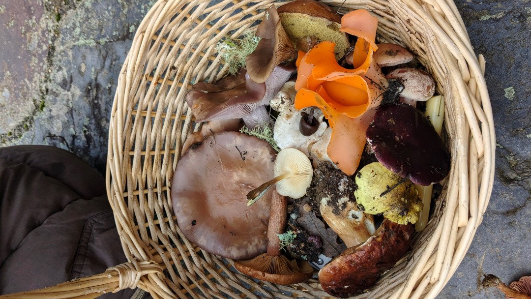 Experiencia Micológica: Ruta Guiada, Setas y Comida Gourmet