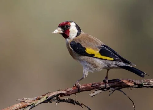 El Despertar del Observador de Aves: Iniciación a la Ornitología en el Campo