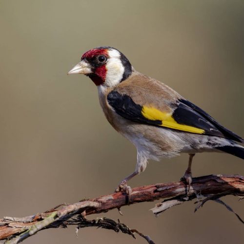 El Despertar del Observador de Aves: Iniciación a la Ornitología en el Campo