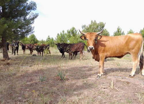 Día de Rewilding visita los tauros y caballos serranos