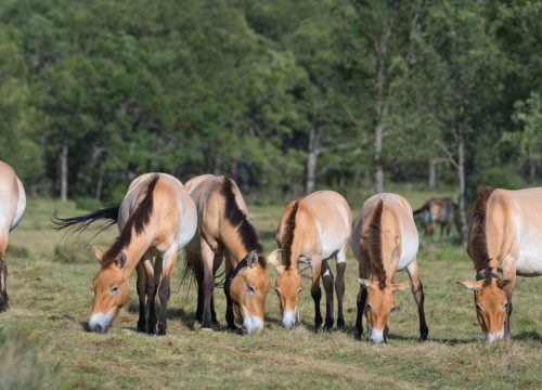 Día de Rewilding visita Caballos Przewalski