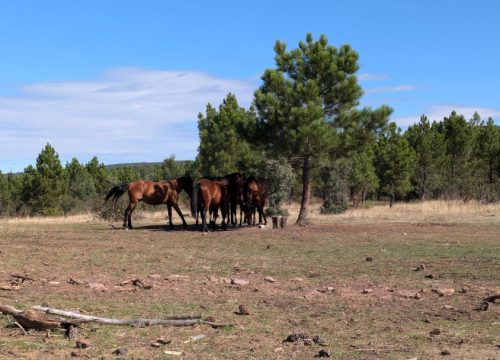 Rewilding del Alto Tajo: visitas a Serranos y Przewalski