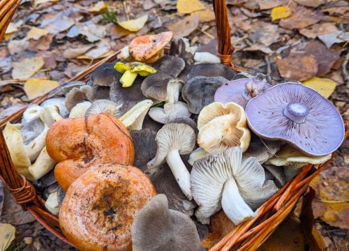 Setas Comestibles del Alto Tajo: Una Experiencia Gastronómica Única