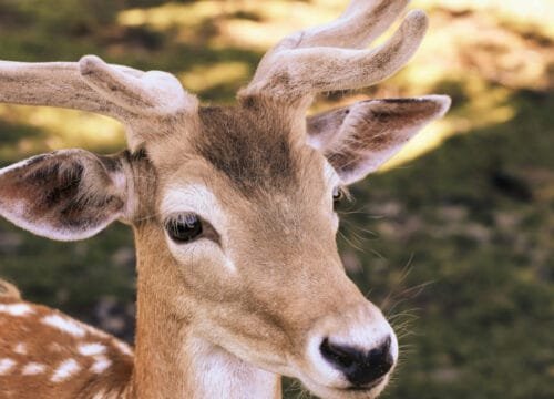 La ronca del gamo: El espectáculo oculto de los bosques ibéricos