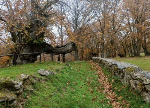 ¿Cómo los bosques viejos pueden salvarnos de los fuegos abrasadores?