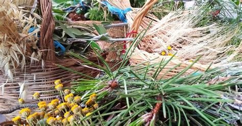 Etnobotánica: El Puente Mágico Entre Tradición y Ciencia Moderna