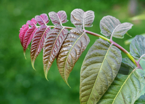 13 Mitos sobre Árboles Invasores Desvelados