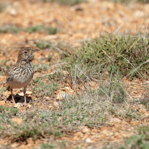 Alondra Ricotí, en Busca del Tesoro del Paramo