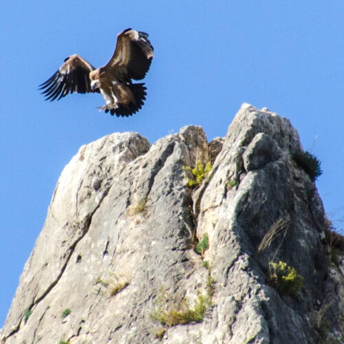 El vuelo majestuoso: Observación de Carroñeras en el Cañón del Tajo