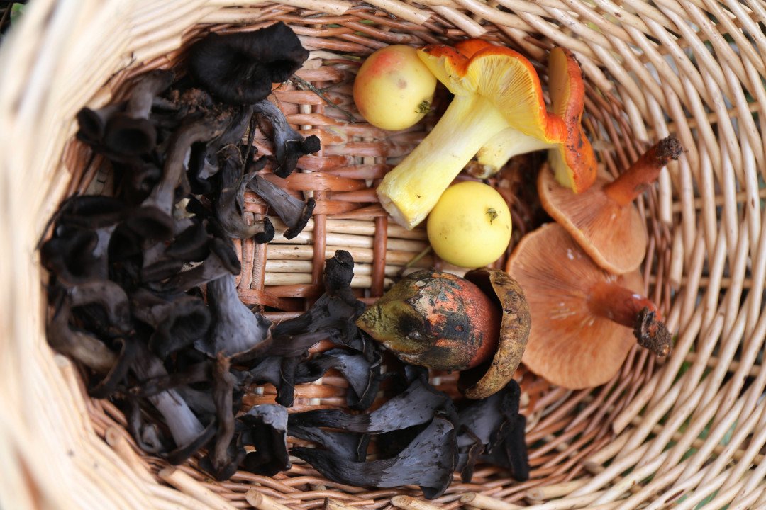 Sabores del Otoño: Ruta Micológica en Busca de las Setas