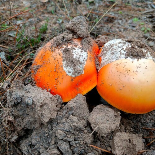 De Aquellos Suelos Estos Hongos