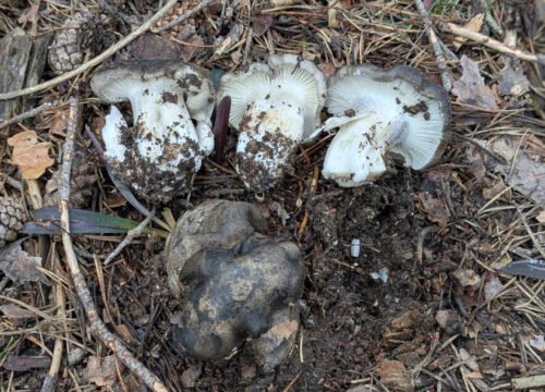 Monografía sobre el marzuelo