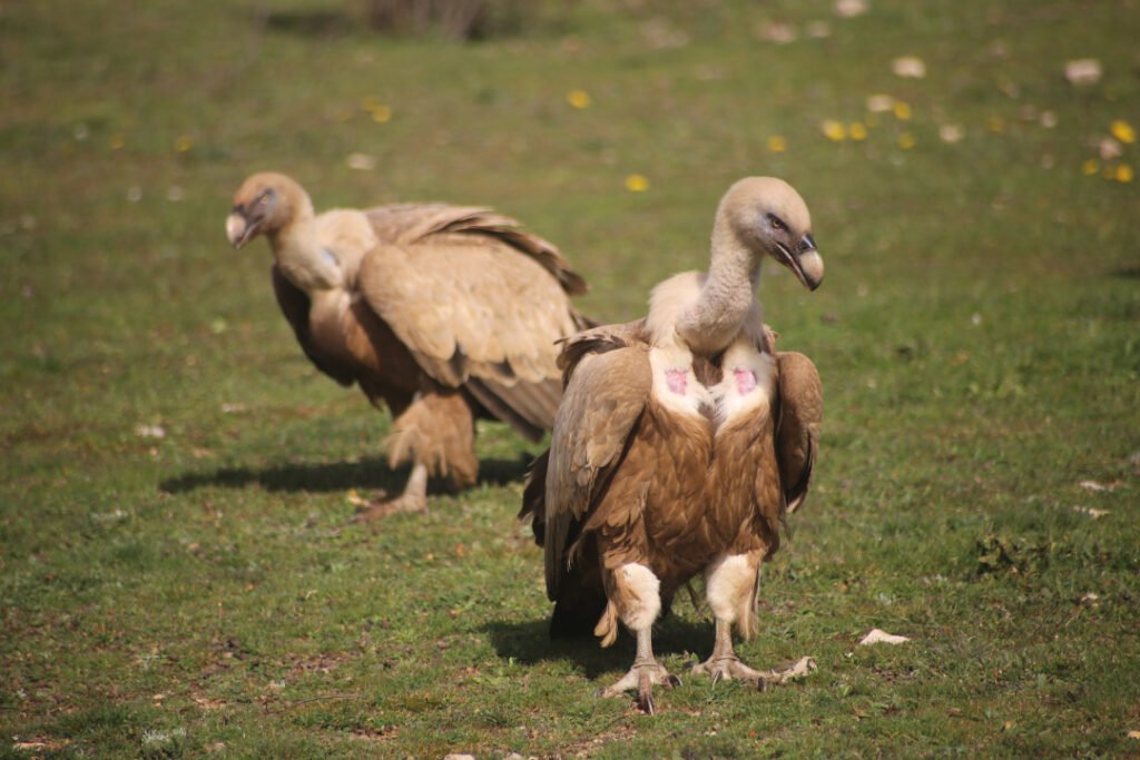 Rapaces y Carroñeras: El Ciclo de la Vida en Directo