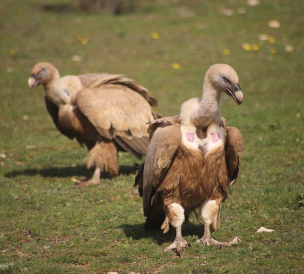 Rapaces y Carroñeras: El Ciclo de la Vida en Directo