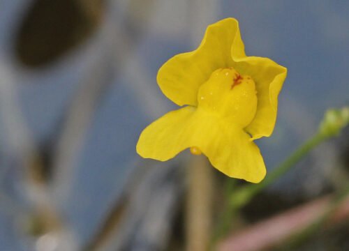 Descubre las Plantas Carnívoras de la Serranía de Cuenca y Alto Tajo