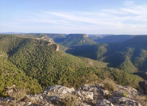 El Pino Negral del Alto Tajo: El Gran Tesoro Olvidado