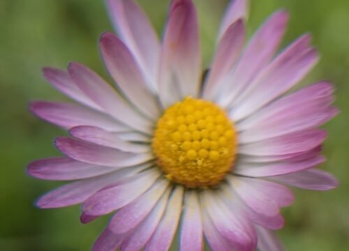 El Ocaso de la Primavera: Un Desafío para el Turismo Sostenible y la Biodiversidad