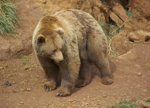 Fauna perdida: tras la pista del Oso, el Uro y otros Gigantes Extintos de la Sierra