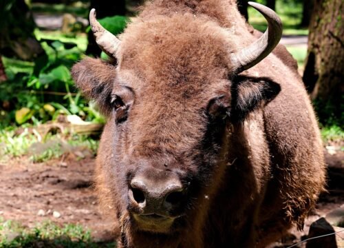 El Regreso del Bisonte Europeo al Alto Tajo: Una Nueva Era para el Ecoturismo en Guadalajara