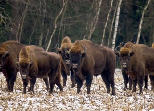 Bisontes Europeos: Experiencia de Observación y Fotografía