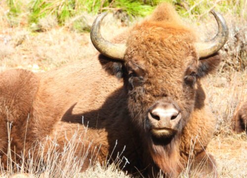 El Regreso del Bisonte Europeo al Alto Tajo: Una Nueva Era para el Ecoturismo en Guadalajara