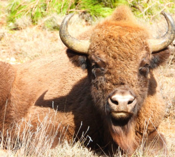 El Regreso del Bisonte Europeo al Alto Tajo: Una Nueva Era para el Ecoturismo en Guadalajara