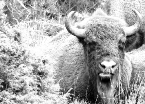 El Bisonte Europeo en el Sistema Ibérico: El Gigante que Nunca Debió Marcharse