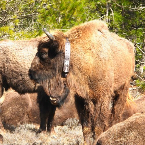Bisontes Europeos: Experiencia de Observación y Fotografía